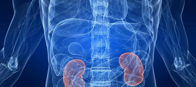 Бъбречна трансплантация - Бридж Медикал, град Пловдив | Медицински Услуги / Транспорт