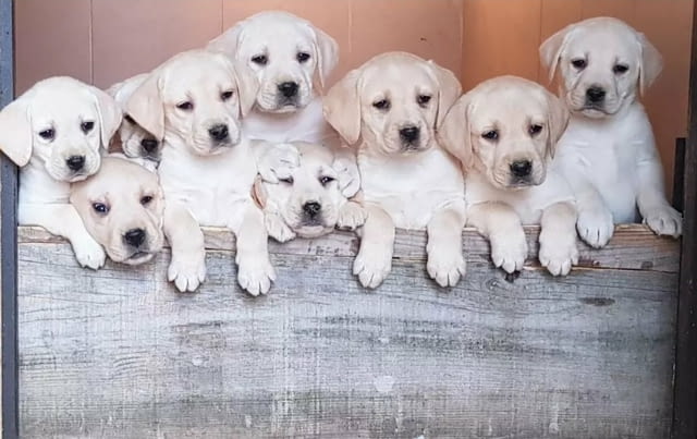 Top litter of Labradors Лабрадорски ритривър, 1 месец, Ваксинирано - Да - град София | Кучета - снимка 1