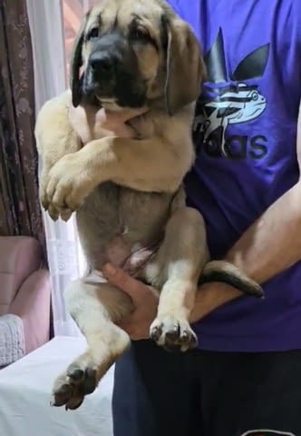 Бандог Кученца Ваксинирано - Да, Обезпаразитено - Да - град Извън България | Кучета - снимка 2