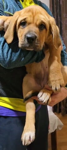 Бандог Кученца Ваксинирано - Да, Обезпаразитено - Да - град Извън България | Кучета - снимка 3