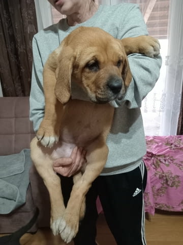 Бандог Кученца Ваксинирано - Да, Обезпаразитено - Да - град Извън България | Кучета - снимка 4