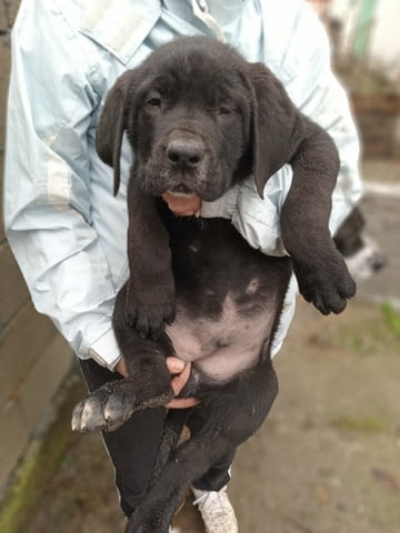 Бандог Кученца Ваксинирано - Да, Обезпаразитено - Да - град Извън България | Кучета - снимка 6