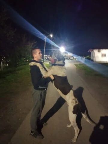 Бандог Кученца Ваксинирано - Да, Обезпаразитено - Да - град Извън България | Кучета - снимка 9