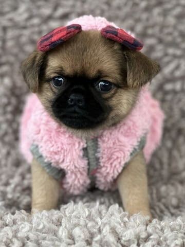 Griffon Brussel Грифон корталс, 3 месеца, Ваксинирано - Да - град Варна | Кучета - снимка 3