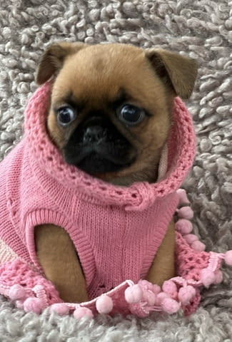 Griffon Brussel Грифон корталс, 3 месеца, Ваксинирано - Да - град Варна | Кучета - снимка 5