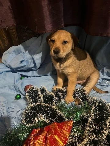 Подарявам кученца Другa, 1 месец, Ваксинирано - Не - град Видин | Кучета - снимка 1