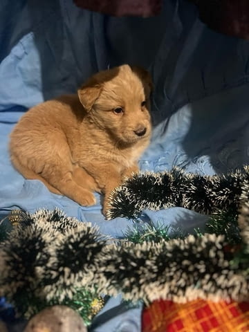 Подарявам кученца Другa, 1 месец, Ваксинирано - Не - град Видин | Кучета - снимка 5