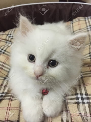 Подарявам персийски котета Persian, 2 Months, Vaccine - Yes - city of Sofia | Cats