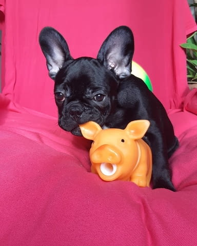 Щенков французского бульдога Френски булдог, 3 месеца, Ваксинирано - Да - град Белица | Кучета - снимка 5