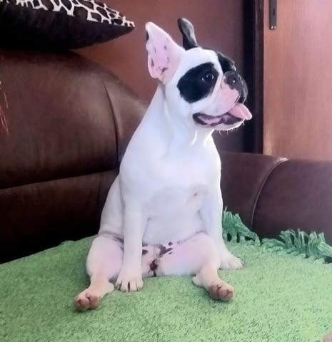 Френски булдог кученца Ваксинирано - Да, Обезпаразитено - Да - град Извън България | Кучета - снимка 9