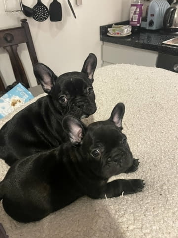 Французского бульдога French Bulldog, 3 Months, Vaccinated - Yes - city of Blagoevgrad | Dogs - снимка 1
