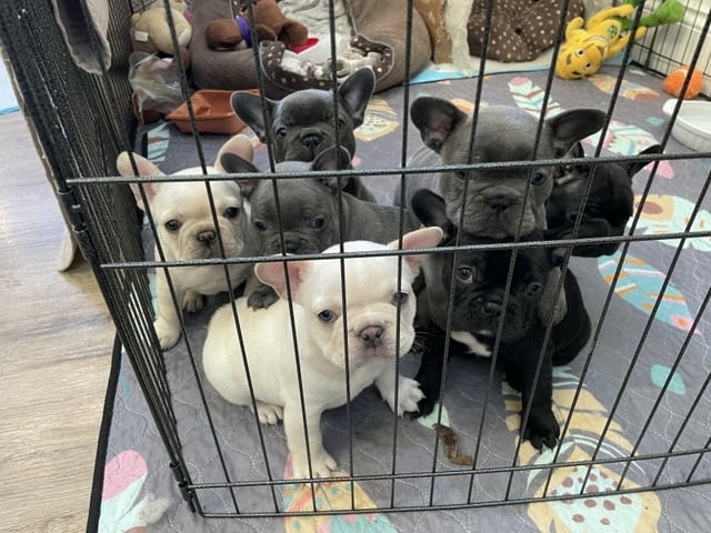 Французского бульдога French Bulldog, 3 Months, Vaccinated - Yes - city of Blagoevgrad | Dogs - снимка 2