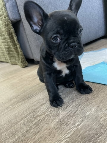Французского бульдога French Bulldog, 3 Months, Vaccinated - Yes - city of Blagoevgrad | Dogs - снимка 3