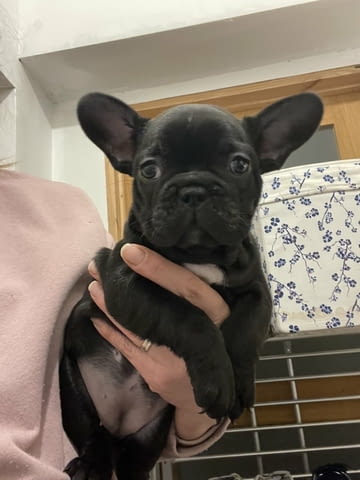 Французского бульдога French Bulldog, 3 Months, Vaccinated - Yes - city of Blagoevgrad | Dogs - снимка 4