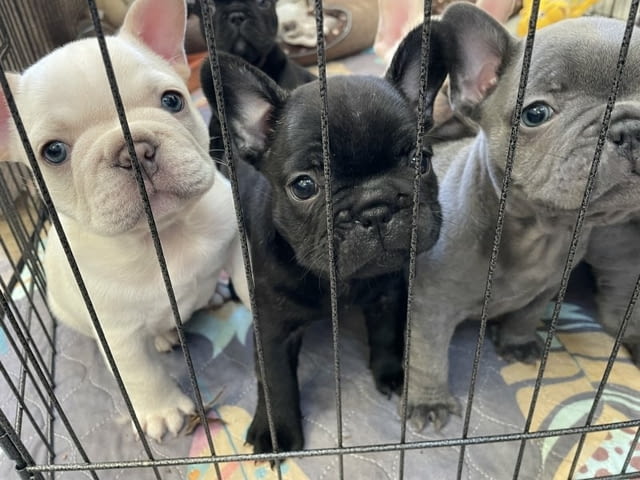 Французского бульдога French Bulldog, 3 Months, Vaccinated - Yes - city of Blagoevgrad | Dogs - снимка 5
