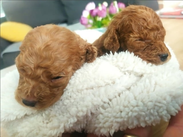 Toy Poodle - Love at First view Пудел той, 3 месеца - град Извън България | Кучета - снимка 1