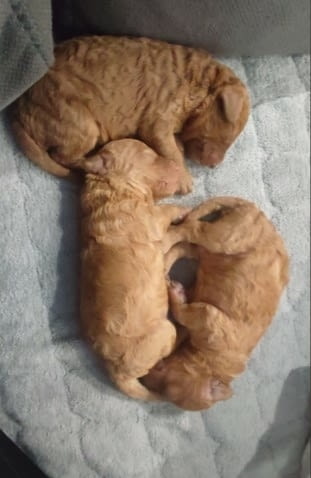 Toy Poodle - Love at First view Пудел той, 3 месеца - град Извън България | Кучета - снимка 4