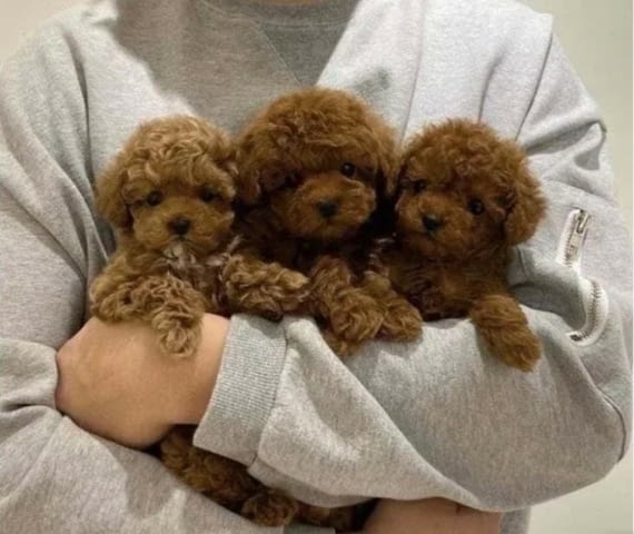 Toy Poodle - Love at First view Пудел той, 3 месеца - град Извън България | Кучета - снимка 5
