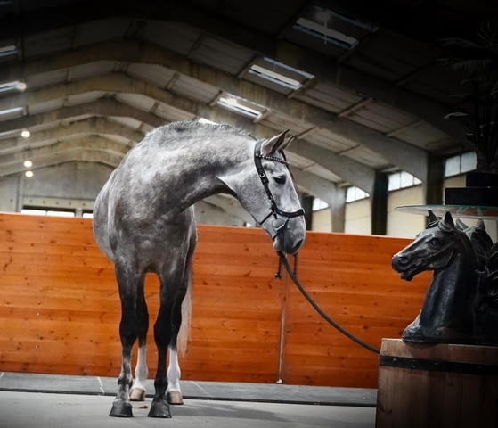 Изключителен жребец PRE 1, 64 м Шампионски кръвни линии, град Приморско | Други - снимка 2