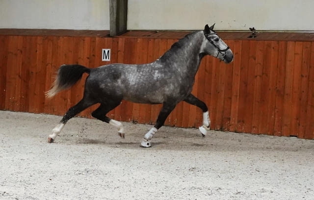 Изключителен жребец PRE 1, 64 м Шампионски кръвни линии, град Приморско | Други - снимка 3