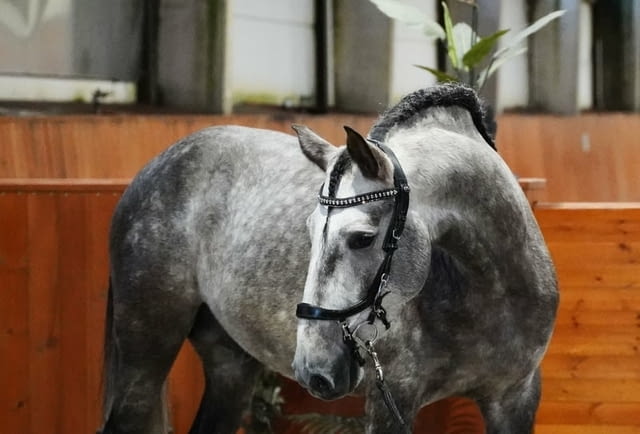 Изключителен жребец PRE 1, 64 м Шампионски кръвни линии, град Приморско | Други - снимка 5