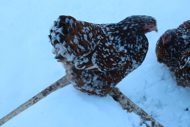 Продавам яйца от Орпингтон-порцелан Друг, 1 година - град Търговище | Птици / Екзотични - снимка 1