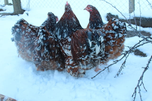 Продавам яйца от Орпингтон-порцелан Друг, 1 година - град Търговище | Птици / Екзотични - снимка 2