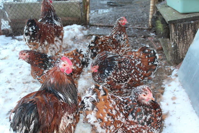 Продавам яйца от Орпингтон-порцелан Друг, 1 година - град Търговище | Птици / Екзотични - снимка 3