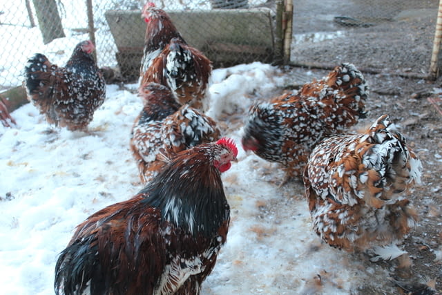 Продавам яйца от Орпингтон-порцелан Друг, 1 година - град Търговище | Птици / Екзотични - снимка 6