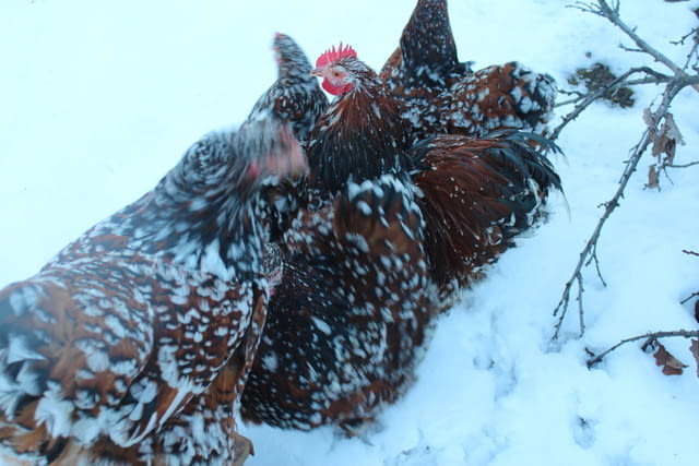 Продавам яйца от Орпингтон-порцелан Друг, 1 година - град Търговище | Птици / Екзотични - снимка 9