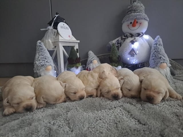 Лабрадор ретривър - кученцата Labrador Retriever - city of Izvun Bulgaria | Dogs - снимка 1