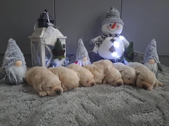 Лабрадор ретривър - кученцата Labrador Retriever - city of Izvun Bulgaria | Dogs - снимка 4