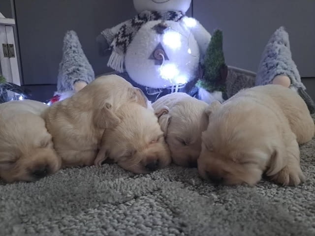 Лабрадор ретривър - кученцата Labrador Retriever - city of Izvun Bulgaria | Dogs - снимка 5