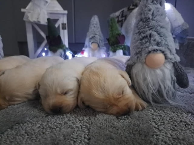 Лабрадор ретривър - кученцата Labrador Retriever - city of Izvun Bulgaria | Dogs - снимка 7