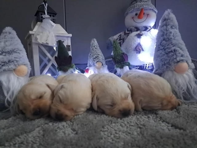 Лабрадор ретривър - кученцата Labrador Retriever - city of Izvun Bulgaria | Dogs - снимка 8