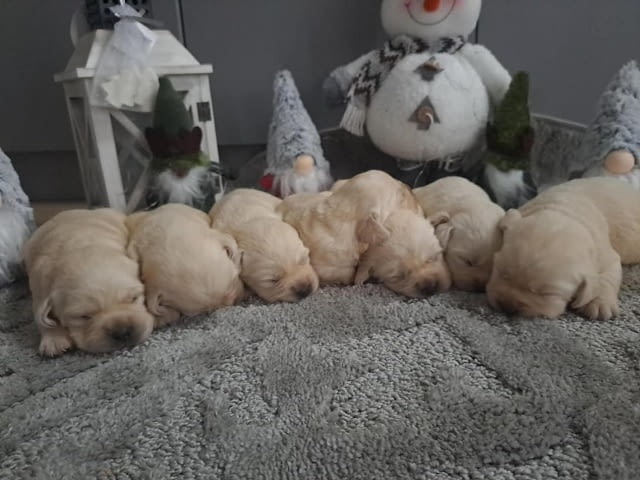 Лабрадор ретривър - кученцата Labrador Retriever - city of Izvun Bulgaria | Dogs - снимка 11