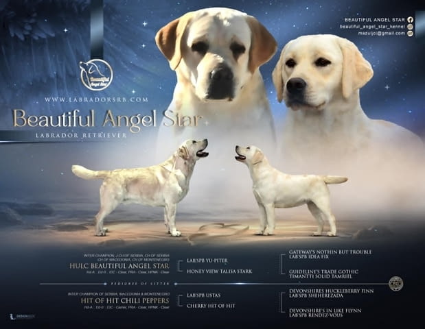 Лабрадор ретривър - кученцата Labrador Retriever - city of Izvun Bulgaria | Dogs - снимка 12