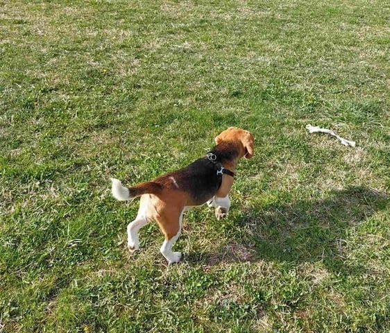 Бийгъл Бигъл - град Извън България | Кучета - снимка 7