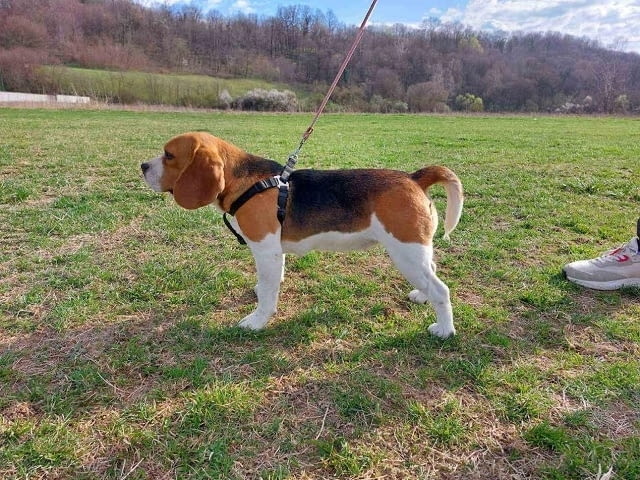 Бийгъл Бигъл - град Извън България | Кучета - снимка 8