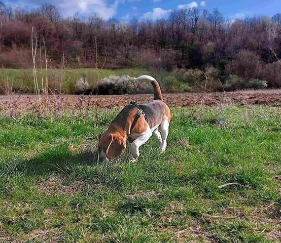 Бийгъл Бигъл - град Извън България | Кучета - снимка 9