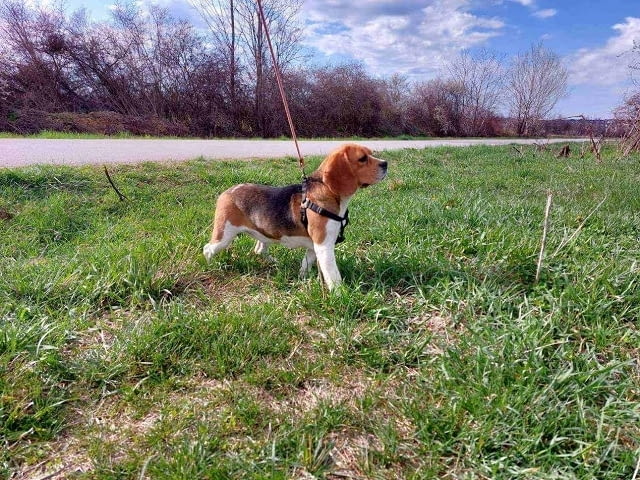Бийгъл Бигъл - град Извън България | Кучета - снимка 10