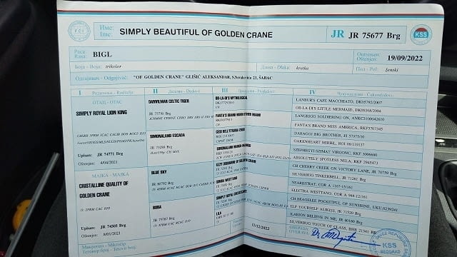 Бийгъл Бигъл - град Извън България | Кучета - снимка 12