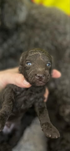 Пудел кученца за продажба Пудел той, Ваксинирано - Да, Обезпаразитено - Да - град Извън България | Кучета - снимка 1