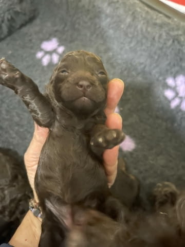 Пудел кученца за продажба Пудел той, Ваксинирано - Да, Обезпаразитено - Да - град Извън България | Кучета - снимка 4