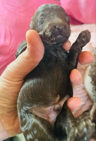 Пудел кученца за продажба Пудел той, Ваксинирано - Да, Обезпаразитено - Да - град Извън България | Кучета - снимка 5