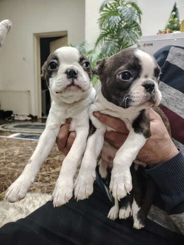Бостън териер ТОП кученца Boston Terrier, Vaccinated - Yes, Dewormed - Yes - city of Izvun Bulgaria | Dogs - снимка 2