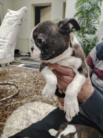 Бостън териер ТОП кученца Boston Terrier, Vaccinated - Yes, Dewormed - Yes - city of Izvun Bulgaria | Dogs - снимка 3