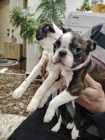 Бостън териер ТОП кученца Boston Terrier, Vaccinated - Yes, Dewormed - Yes - city of Izvun Bulgaria | Dogs - снимка 4