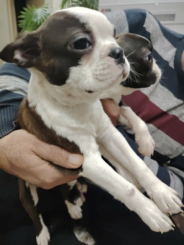 Бостън териер ТОП кученца Boston Terrier, Vaccinated - Yes, Dewormed - Yes - city of Izvun Bulgaria | Dogs - снимка 5
