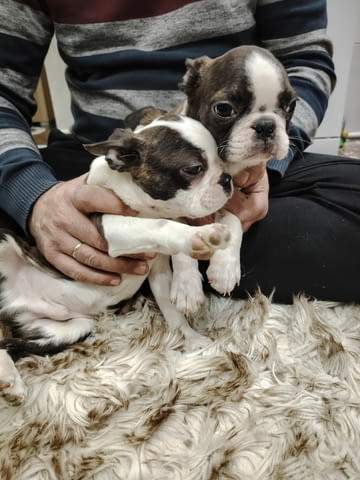 Бостън териер ТОП кученца Boston Terrier, Vaccinated - Yes, Dewormed - Yes - city of Izvun Bulgaria | Dogs - снимка 9